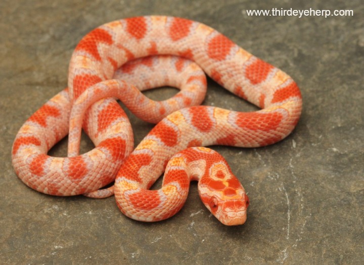 Albino Corn Snake